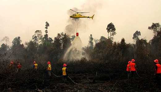 Kebakaran di Bonai, Tanah Putih dan Pujud, 300 KK Warga Rohul dan Rohil Diungsikan