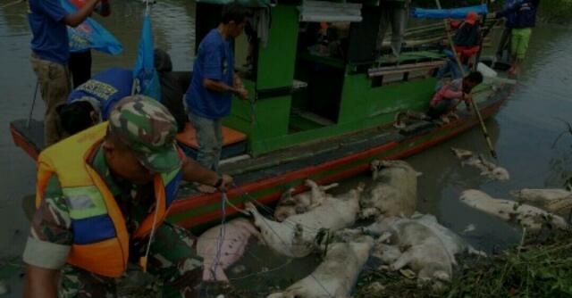 Harga Ayam dan Telur Naik, Ikan Tak Laku, Gubernur Edy: Gara-gara Bangkai Babi Dibuang ke Sungai