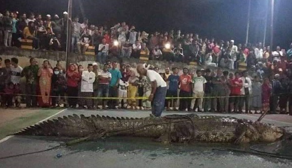 Warga Ngeri Melihat Ukuran Buaya Raksasa Yang Mangsa Warga Sungai Luar, Masih Hidup Loh...