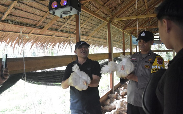 Bagus  Tinjau Usaha Peternak Ayam Potong  Bumdes Pangkalan Batang Barat