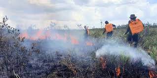 BPBD Pekanbaru Sudah Tangani 39 Ha Lahan Terbakar