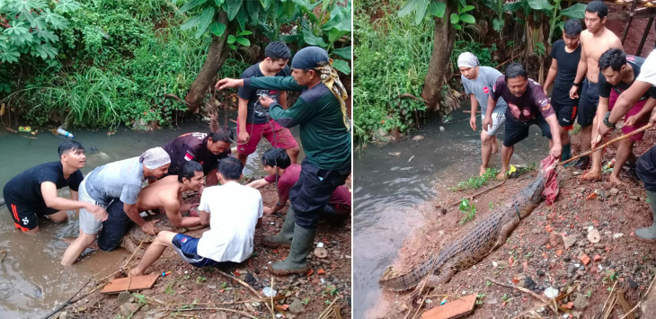 SERAM... Ada Warga Bergulat Lawan Buaya di Kali, Tonton Nih Videonya