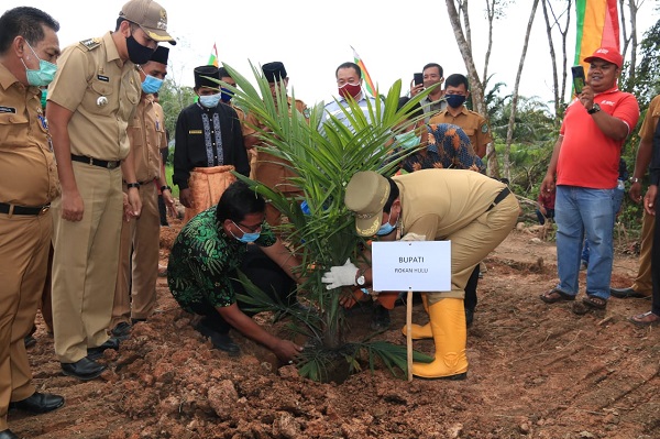 Bupati Sukiman Ikut Tanam Sawit Perdana Kas Desa Rambah dan PT Musimas