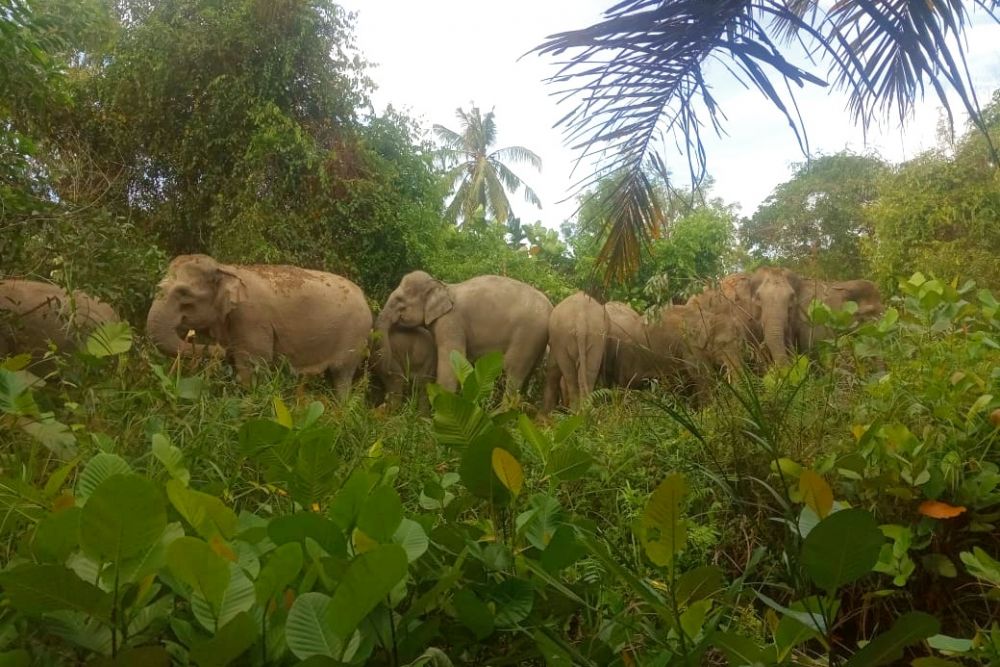 Masuk Pemukiman, BBKSDA Riau Giring 14 Ekor Gajah Liar Kembali ke Habitatnya
