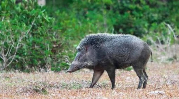 INNALILLAHI...Kakek Padli Tewas Diserang Babi Hutan, Cucunya Luka-luka