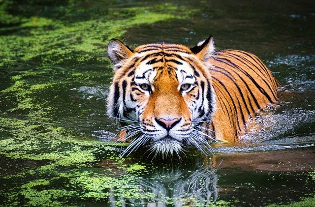 WWF Sebut Relokasi Bukan Solusi Atasi Konflik Harimau dan Manusia di Riau