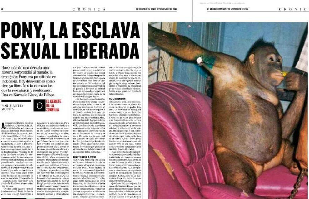 Didandani, Orang Utan Kalimantan Dijadikan Pelacur Bayaran, Pelanggannya Pekerja Sawit...