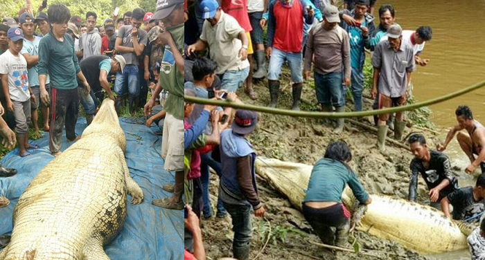 Ini Penampakan Buaya Pemangsa Warga, Dalam Perutnya Ada Potongan Tubuh Manusia