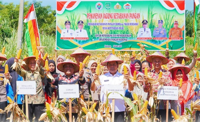 BUMDes Maju Bersama Desa Kepenuhan Hilir  Lakukan Panen Jagung