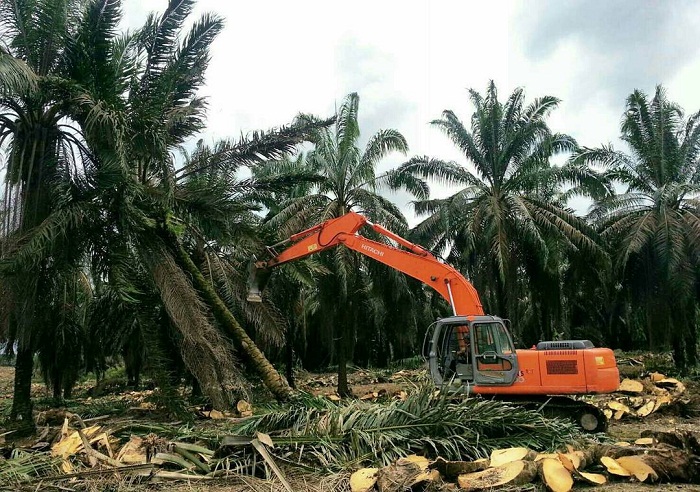100 Ribu Hektare Kelapa Sawit di Riau  Harus Diremajakan
