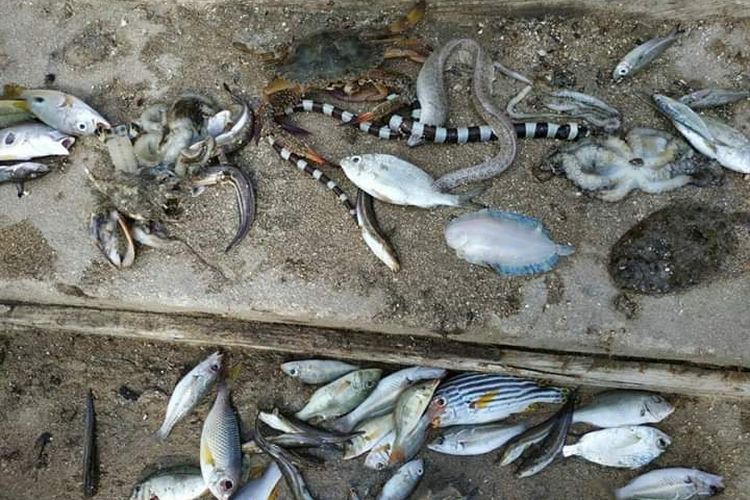 Lagi, Ratusan Ikan dan Biota Laut Mati Mendadak, Warga Jadi Resah, Pertanda Apa?
