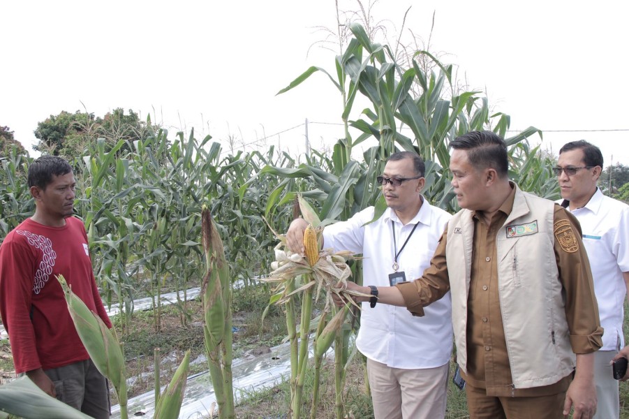 Alhamdulillah.... Perum Bulog Riau Kepri Siap Serap Jagung Pipil Kelompok Tani Amara Jaya Pekanbaru