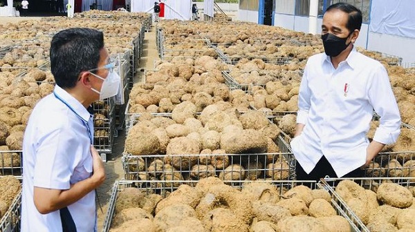Cerita Petani ke Jokowi, 3 Tahun Punya Mobil Karena Menanam Porang