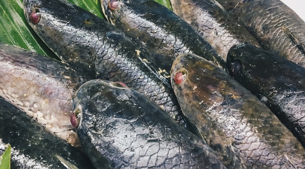 Nggak Suka Ikan Gabus, Rugi Doong, Ternyata Manfaatnya Bagi Kesehatan...