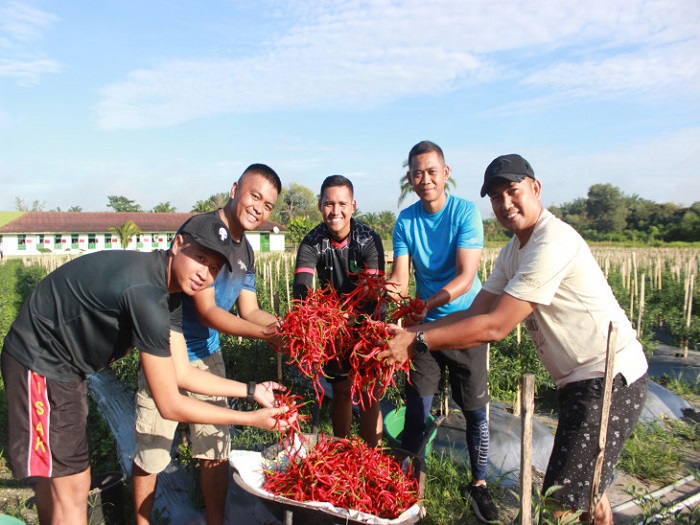 Danyonif 132/Bima Sakti Letkol Inf Bambang Budi Hartanto Panen Perdana Cabai di Lahan Ketahanan Pangan Yonif 132/BS