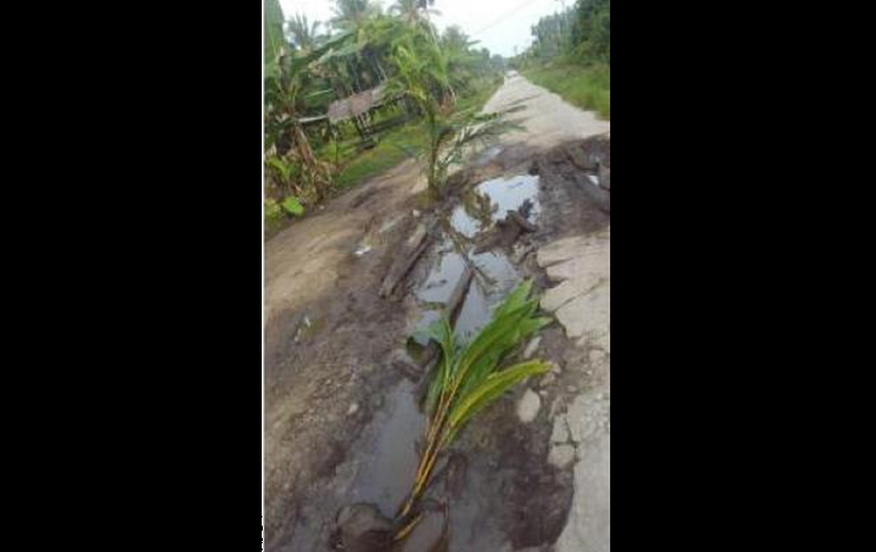 Kesal Jalan Rusak Tak Diperbaiki, Warga Kembung Luar-Bengkalis Tanam Pisang, Sawit dan Kelapa di Jalan