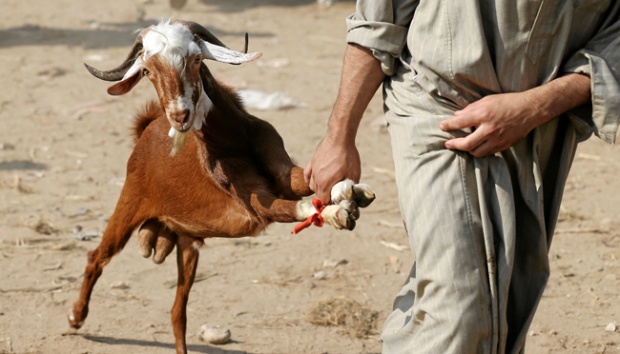 Konyol Nih! Seekor Kambing Ditangkap Polisi karena Tak Pakai Masker