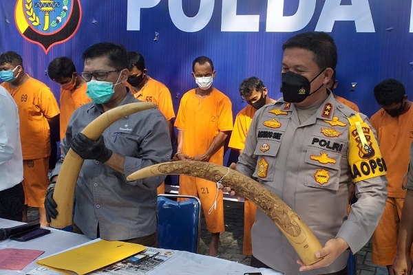 Polda Riau Amankan Sejumlah Orang Terkait  Jual Beli Gading Gajah