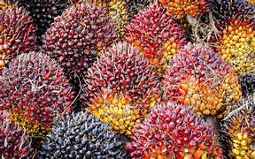 Harga TBS Kelapa Sawit Kemitraan Swadaya di Riau Periode 21 – 27 Mei 2025