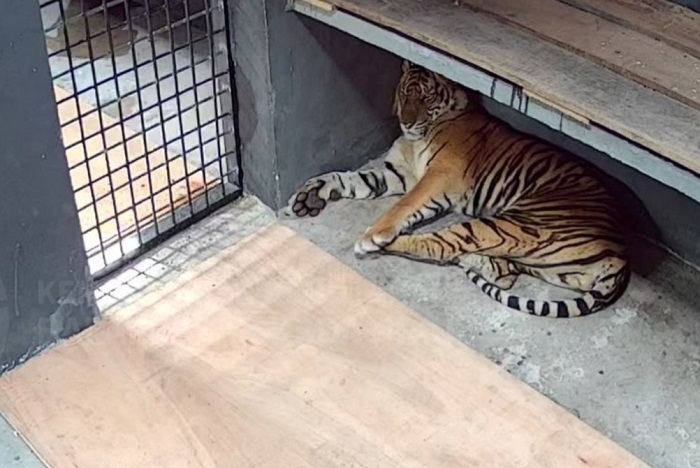 Harimau Serang Warga di Semenanjung Kampar Berhasil Dievakuasi