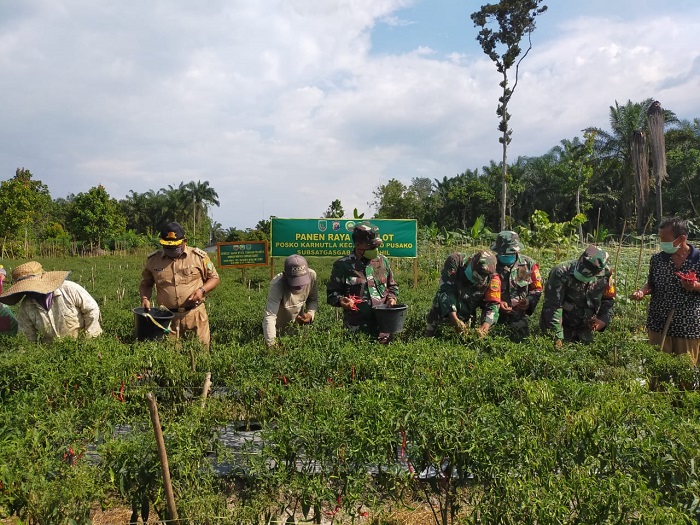 Danramil 05 Rimba Melintang dan Camat Bangko Pusako Panen Raya Hasil dari Binaan