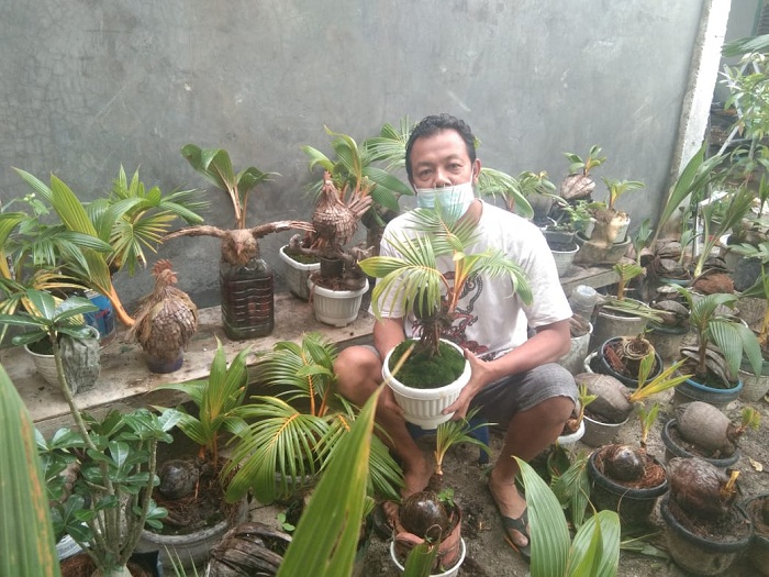 Dampak Pandemi Covid 19 Muncul Komunitas Bonsai Kelapa Bonkla Simpang Tiga