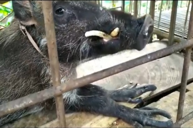 Berawal dari Mimpi Istri, Pemburu Ini Dapat Babi Hutan Berkaki Aneh, hanya Mau Makan Nasi Minum Kopi, Teh dan Rokok