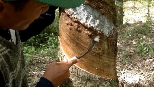 Harga Karet Hanya Rp4.800, Petani di Kuansing Menjerit Jelang Idul Fitri