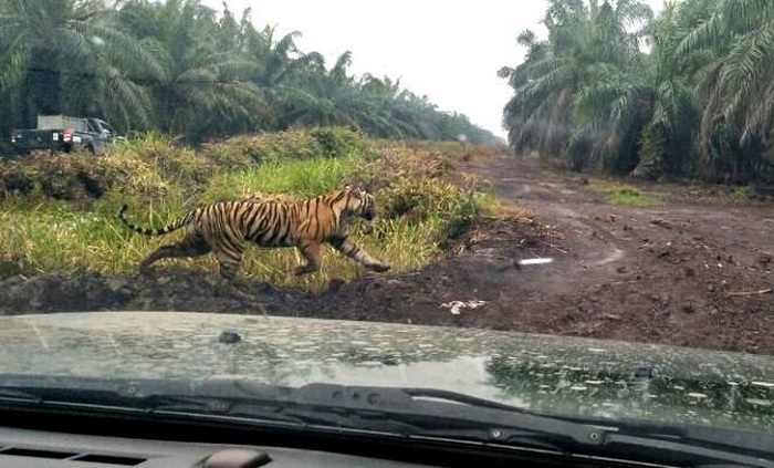 Harimau Bonita 'Menggila', 2 Bulan Siswa SD di Desa Tanjung Simpang Kanan Tak Sekolah