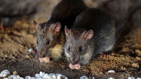 Tak Perlu Dibunuh, Tanaman Ini  Bisa Mengusir Tikus dari Rumah, Buktikan!