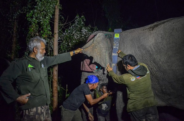 Tiga Gajah Liar di Riau Dipasang GPS Collar