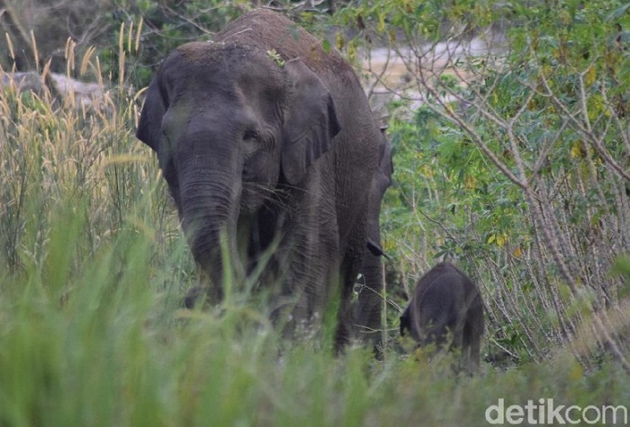 Tertangkap Kamera, Gajah Liar di Bengkalis-Riau Melahirkan Bayi
