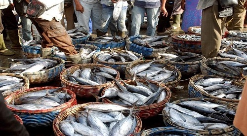 Sudah Dua Bulan, Pasokan Ikan Laut dari Tanjung Balai Karimun tak Masuk ke Selatpanjang