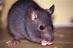 Cara Mengusir Tikus Dari Rumah Tanpa Racun