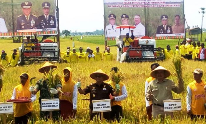 Plt Gubernur Riau Panen Raya Padi di Rohil