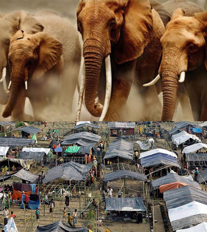 INNALILLAHI...Tidur di Tenda Plastik, Dua Pengungsi Rohingya Tewas Diinjak Gajah Liar