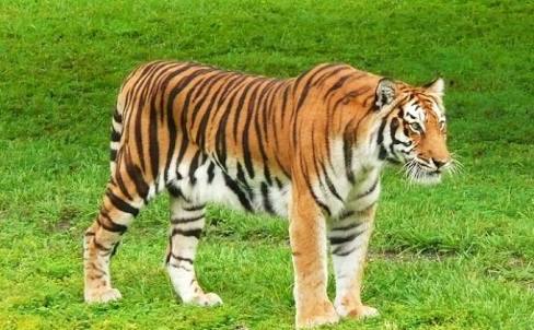 MENCEKAM...Harimau  Terkam 4 Sapi Milik Warga Pulau Burung-Inhil, Warga Jadi Takut Keluar Rumah