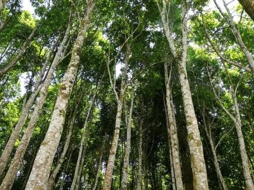 Tahan Api, BNPB Bantu 6.000 Pohon Laban untuk Riau