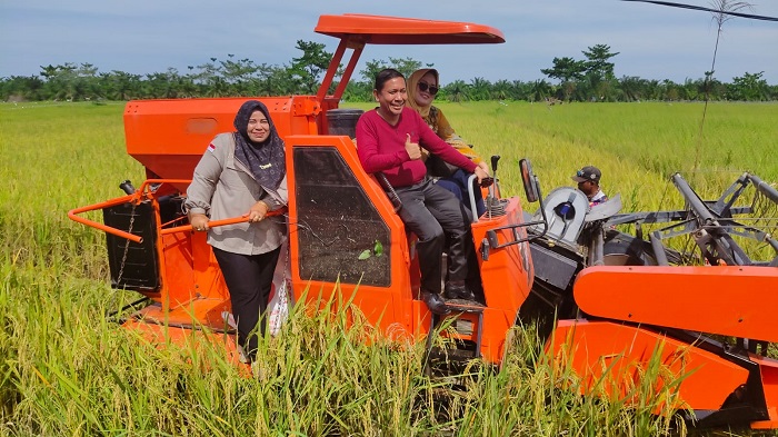 KEREN...Bumdes Damar Jaya  Rohil dan Kelompok Tani Panen Raya  84 Ton Gabah