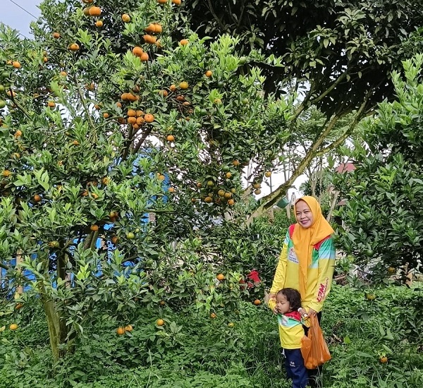 Dukungan Jaringan Telkomsel  Angkat  Agrowisata  ''Petik Jeruk'' di Tanah Karo ke Penjuru Nusantara