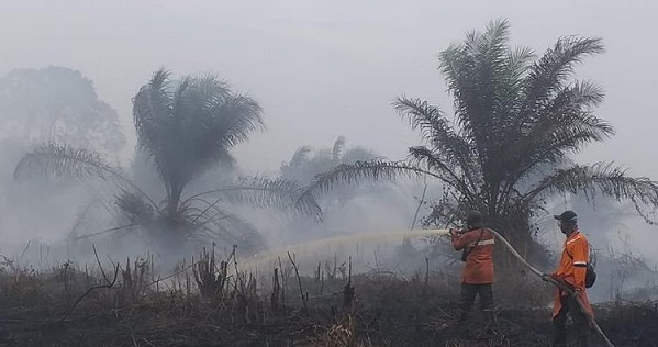 Karhutla di Riau, Polri dan KLHK Selidiki Perusahaan Sawit Milik Samsung dan Wilmar