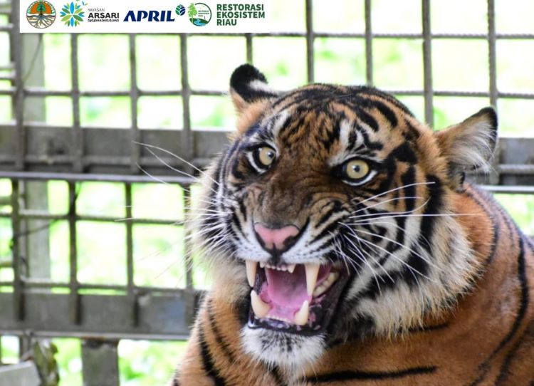 Jadi Rumah untuk Populasi 50 Ekor Harimau Sumatera dan Ratusan Jenis Satwa