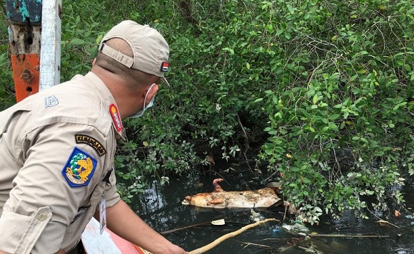 Malas Mengubur, Ratusan Babi Terjangkit Kolera Sengaja Dibuang di Sungai  di Marelan
