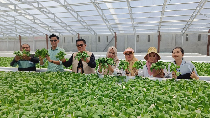 Produksi 600 Paket Sayuran Sehari Kadis Ketahanan Pangan Tinjau Pertanian Hidroponik Kandis Green Farm