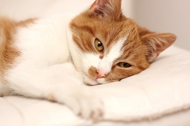 Alergi Bulu Kucing, Kenali Gejala dan Penanganannya