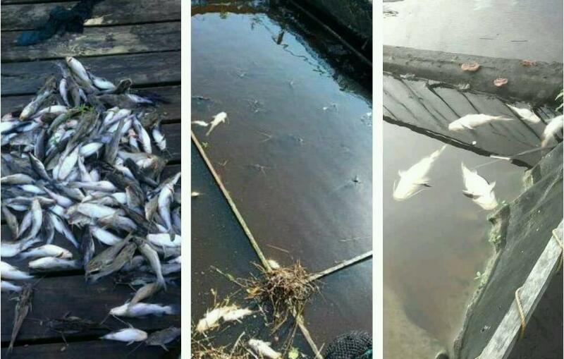 Diduga karena Limbah PT RAPP, Ribuan ikan Mati di Keramba Milik Warga Kelurahan Pelalawan 