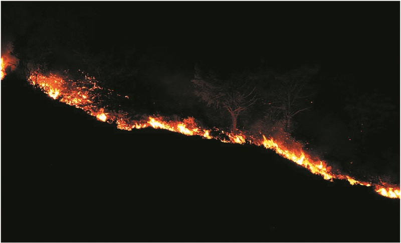 Sepanjang Tahun Ini Sudah 5.376,46 Hektare Lahan di Riau Hangus Terbakar