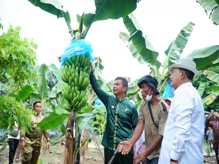 Bupati Kampar Kunjungi Perkebunan Pisang Cavendish di Pulau Birandang, Dorong Ketahanan Pangan dan Kebangkitan Ekonomi Masyarakat