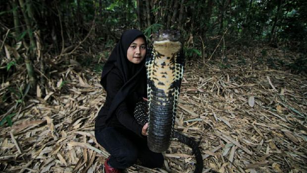 Gadis Cantik Asal Bandung ini Viral Karena Berani Taklukkan King Cobra Dewasa...