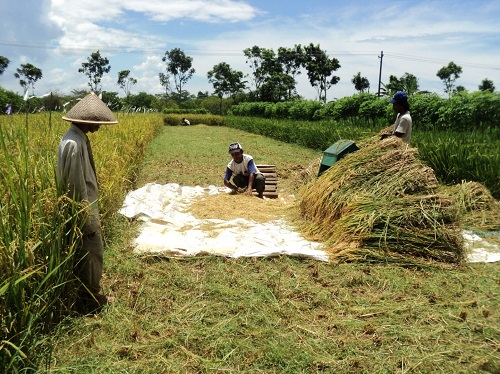 Tahun Ini, Produksi Padi di Riau Diprediksi Capai 269,34 Ribu Ton